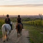 oenotourisme Bordeaux : les meilleures expériences à vivre au cœur des châteaux